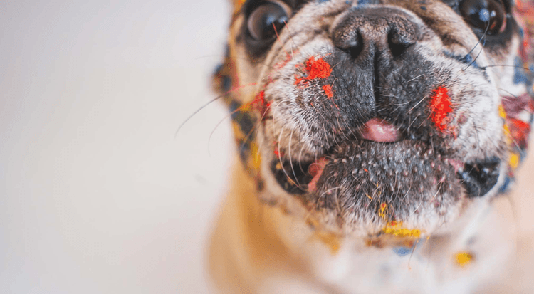 Dog covered in paint