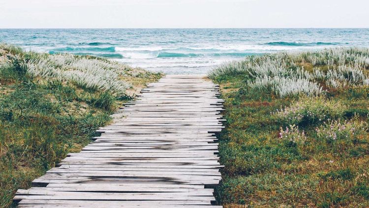 The Mythical Aardvark